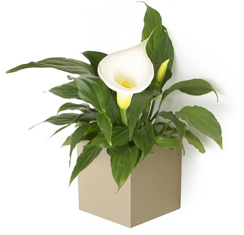 KalaMitica - Cube magnétique Kosmos, récipient de rangement pour tableau magnétique et autres surfaces métalliques - Beige laqué avec finition mate - 9,5 x 9,5 x 9,8 cm