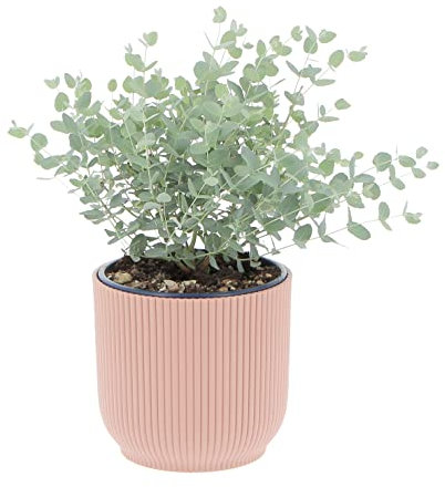 KENTIS - Eucalyptus Gunnii - Pianta di Eucalipto - Piante Vere da Esterno Resistenti - Pianta da Giardino Antizanzara - H 30-40 Vaso Ø 15 cm