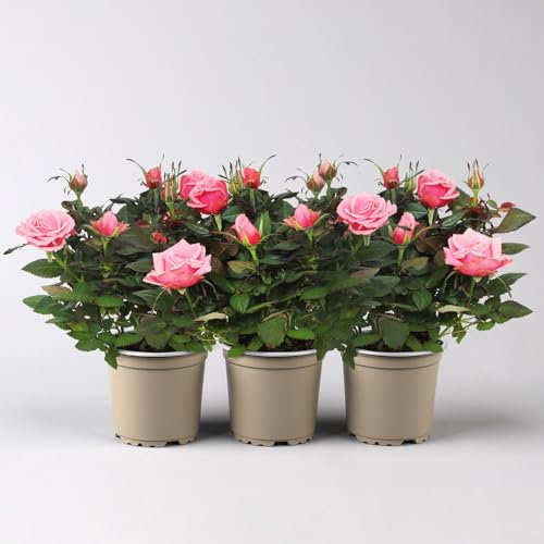 Rose 'Firebird Kordana® Grande' gelb-orange, Topf-Ø 10,5 cm, 3er-Set