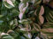 Portal Cool Tradescantia fluminensis Variegata Un Taglio di Alta qualità - Ebreo Errante