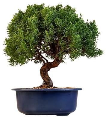 Árbol bonsái en maceta de plástico, Juniper Chinos Kishu de Japón, enebro chino (cuenco de 21 cm, 30-35 cm de altura)