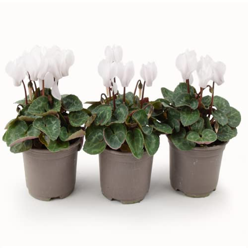 Garden Ready Cyclamen White Flowers - Delivered in 3 x 9cm Recyclable Pots. They are Not Fake, Seeds Or Plugs. These are Real, Living, British Grown Plants. Easy to Plant Indoors Or Outdoors