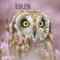 Eulen 2024 - Broschürenkalender 30x30 cm (30x60 geöffnet) - Kalender mit Platz für Notizen - Owls - Bildkalender - Wandplaner - Eulenkalender