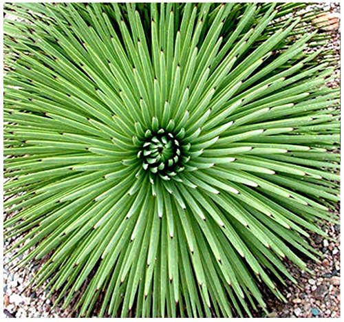 (20) Agave stricta-Samen – Krausagave, Rabo de Léon