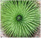 (20) Agave stricta-Samen – Krausagave, Rabo de Léon