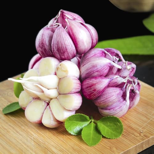 350 pz semi di aglio da piantare - aglio invernale - regalo del giardino delle erbe aromatiche delle erbe culinarie semi di aglio piantare l'aglio, attaccare l'aglio regali sostenibili