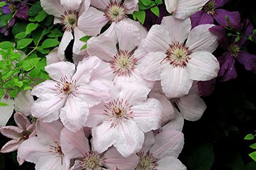 Clematis Plants, 'Pink Fantasy', 1 x Full Plant in a 1 Litre Pot, Cleamtis, Garden Flowers, Garden Ready and Ready to Plant, Premium Quality Perennial