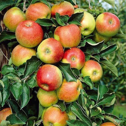 Apple Jonagold Tree (Malus domestica 'Jonagold') - M9 Rootstock, 24cm Pot - RHS Award Winner, Crisp & Aromatic Fruit, Versatile Use, Pollination Group 3 - Thompson & Morgan
