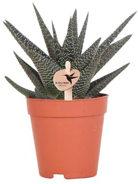Kolibri Greens | Grünpflanze - Sukkulente Haworthia Royal Highnness - Topfmaat Ø9cm - grüne Zimmerpflanze - frisch aus der Gärtnerei