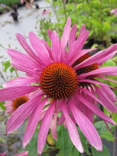 Echinacea purpurea Rubinstern - Roter Sonnenhut