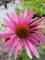 Echinacea purpurea Rubinstern - Roter Sonnenhut