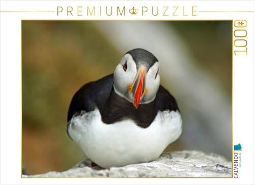 CALVENDO Puzzle EIN Motiv aus dem Kalender von Babett Paul - Papageitaucher - kleine Vögel ganz groß! | 1000 Teile Lege-Größe 64 x 48 cm Foto-Puzzle für glückliche Stunden