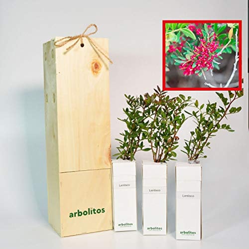 Mastixbaum | Mediterraner Strauch | Baum mit essbaren Früchten | 30 cm hoher Jungwuchs Erhältlich in einer wiederverwendbaren Holzkiste | 3 Einheit