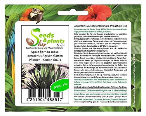 Stk - 10x Agave horrida subsp. perotensis Agaven Garten Pflanzen - Samen ID691 - Seeds & Plants Shop by Ipsa