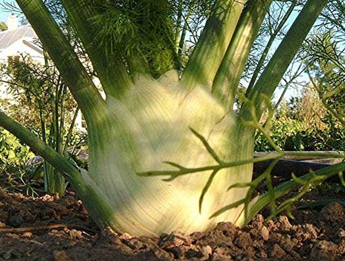 300 Fenchelsamen - Pflanzen Gartengemüse Aromatische Blüten - reproduzierbare Bauernsamen - Aussaat