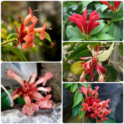 30 piezas semillas de plantas de interior de flores púbicas, Aeschynanthus, semillas de pradera de flores perennes, semillas de plantas semillas de plantas, plantas en macetas resistentes