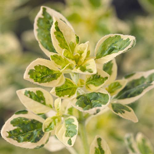 Oregano Country Cream Plant - Cooking Herb - Bushy Perennial Outdoor Kitchen Culinary Garden Plant with Aromatic Edible Leaves - Grow Your Own Fresh Cooking (8cm Pot, 5-15cm)