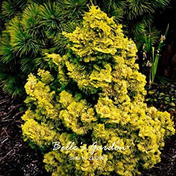 50pcs Hinoki Cypress Samen japanische Zypresse Bonsai-Baum-Samen goldene Laub Hausgarten Bonsai Pflanze DIY