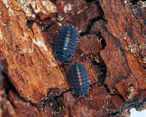 NatureHolic Platin Assel | Cubaris sp. Platin Tung Song | Premium Isopoden | Terrarium Putztrupp | Rollassel | 6 Tiere | Zuchtansatz