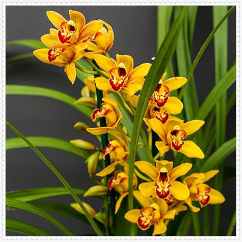Cymbidium blumenzwiebeln,Winterhart,Cymbidium Pflanzen Mehrjährig,Kolibri Orchids,Cymbidium orchidee Pflanze,phalaenopsis orchidee echt,Orchideen Pflanzen,phalaenopsis orchideen.-3zwiebeln-E