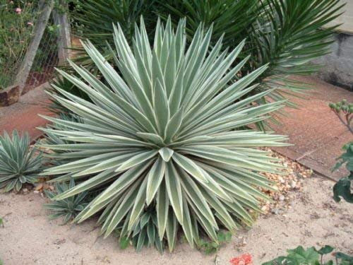 5 Semi di Agave angustifolia Marginata Variegato Agave Esotico