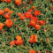 Frisch 5000 Samen - Moss Rose orange Bodendecker Seeds