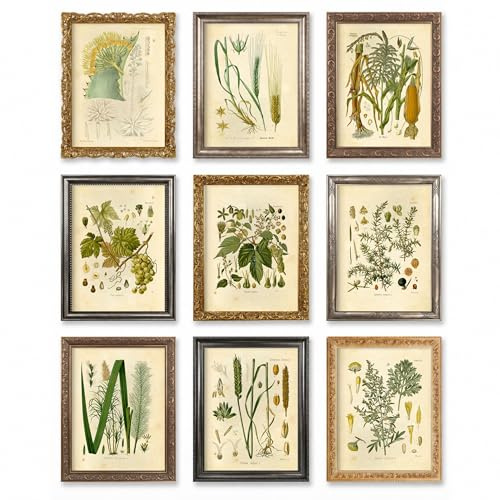 Ink Inc Botanical Prints Alcohol Vintage Wall Art - Corn Whiskey, Hops Barley Beer, Wheat Vodka, Grapes Wine, Juniper Gin, Sugar Cane Rum, Agave Tequila, Wormwood Absinthe - Set of 9 - 5x7 - Matte
