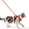 Katzengeschirr mit Leine Ausbruchsicher Katzenleine Set Verstellbar weich Kätzchenweste mit Reflektierenden Streifen Brustgeschirr für kleine Kitten (Orange, XS)