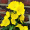 150 pcs Nachtkerze Samen Bio kräutergarten küche, bodendecker samen Oenothera biennis bienenweide, topfpflanzen für draußen blumenbeet, steingartenpflanzen winterhart stauden, samen