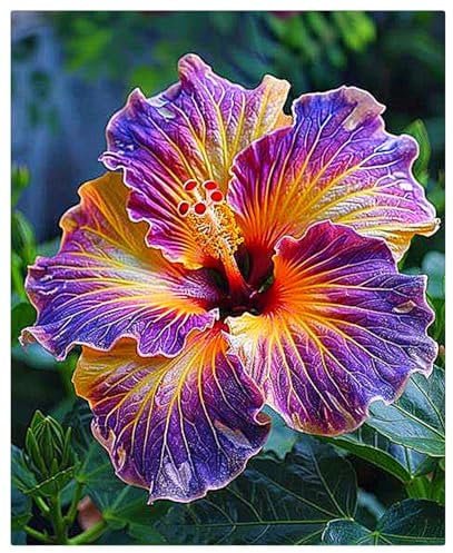 Hibiskus Rhizome,Hibiskus Pflanzen,Hibiskus,Winterhart MehrjäHrig,Winterhart,Hibiscus Pflanzen,Magische Blume-1Rhizome-E