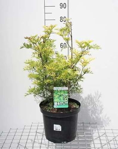 Holunder 30-40 cm - Sambucus nigra 'Golden Tower'® | 30-40 cm pot
