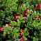 Arctostaphyllos uva ursina Bearberry SEMI esotiche!