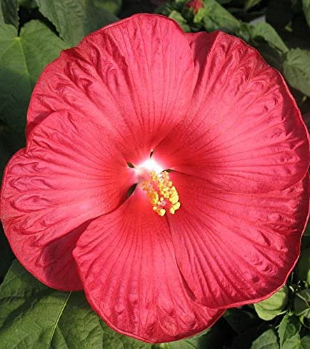 Aamish Red Dinner-plate Hibiscus flower seeds