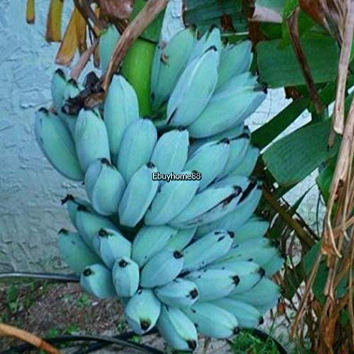 100 unidades/bolsa: 100 semillas de plátano de piel azul raras Alberi da frutto nani per la casa e giardino Ehe8