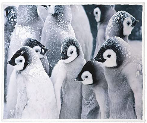 Violetpos Warm Sherpa Sofaüberwurf Decke 150x200 cm Dicke Kuscheldecken Sanft Flanell Weich Fleecedecke Bettüberwurf Pinguine Tiere