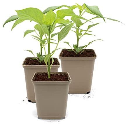 FLORTUS Chili Pflanzen im Topf Charapita Rot | 3 Pflanzen zur Chili Anzucht | Pflanze für scharfe Chili Schoten | Chili Samen Alternative