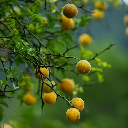 Semi di pianta di arancia amara, semi di frutta Pianta di Poncirus trifoliata, vecchie varietà, agrumi frutto colonnare regali per giardinieri piante da frutto giardino di piante 20pcs