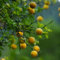 Semi di pianta di arancia amara, semi di frutta Pianta di Poncirus trifoliata, vecchie varietà, agrumi frutto colonnare regali per giardinieri piante da frutto giardino di piante 20pcs
