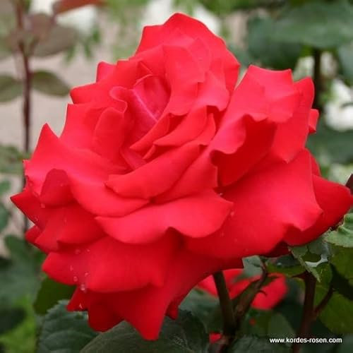 2x Rose 'Thé moderne 'Grande Amore' - Kordes Eleganza® roos - Plant-o-fix -Topf