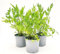 POWERS TO FLOWERS - LEVISTICO, SEDANO DI MONTE BIO, 3 PIANTE, VASO 14CM, piante vere