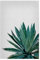 artboxONE Poster 75x50 cm Pflanzen & Blätter Natur Ginkgo Palm - Bild Agave Palme Pflanze