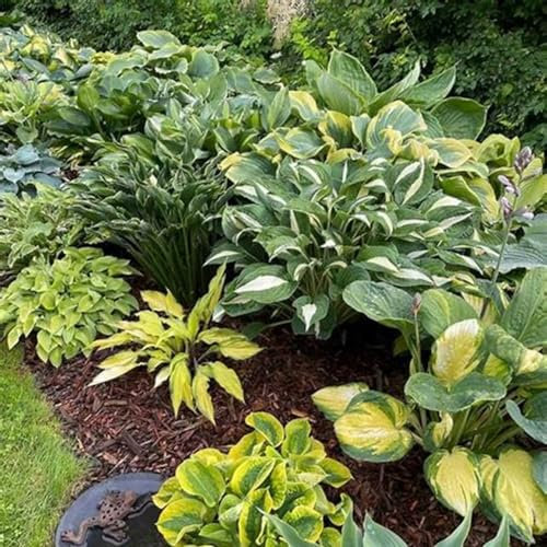Bulbi di Hosta,squisite e decorative,hosta pianta,Hosta eccellente per piantare piante perenni che abbelliscono l'ambiente,Rizoma di Hosta.-6bulbi-B