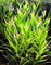 hygrophila nomaphila stricta plante aquarium