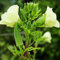 Okra Samen GemüSe Pflanzen Bio Exotische Saatgut Gartenpflanzen Winterhart MehrjäHrig Okraschoten GemüSesamen GemüSepflanzen Bonsai Samen WintergemüSe Garten Geschenk Seed 100 Okra Saatgut