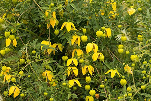 Clematis Serratifolia 10 Seeds, Korean Clematis, Yellow Clematis