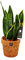 Exotenherz - Kokodama - Bogenhanf im Kokodama-Topf - Sansevieria trifasciata - ca. 13cm Topf