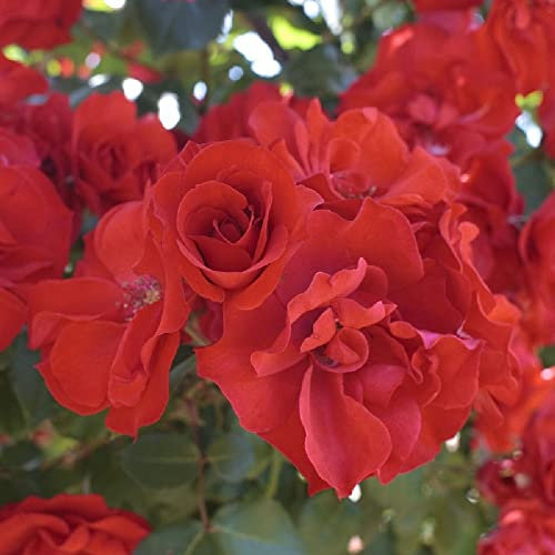 Pianta ROSA BREVETTATA LA SEVILLANA ® PAESAGISTICA rossa MEILLAND vera PROFUMATA AMDGarden