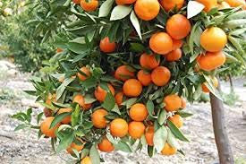 30 Semi di Arancio Semi di Albero Arancione Nano Washington Navel Crescere Al chiuso o all'aperto:Seeds Only