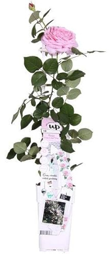 Rose Crazy in Love Pink – Rosa Kletterrose – Ø15cm – 65cm Höhe – Duftende Gartenrose mit langer Blütezeit – Für Terrasse, Balkon & Garten