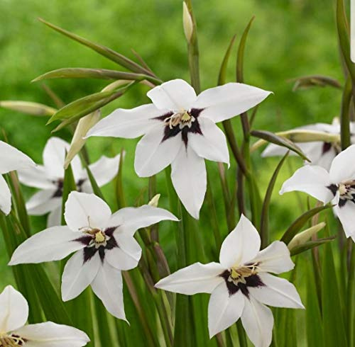 50 X Acidanthera - Gladiolus Callianthus Murielae - Bulbi Di Alta Qualità (50)